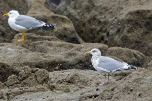 Atlantic Coast Wildlife Prints: Thayer's Gull, Larus thayeri