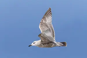 Migratory Bird Europe Prints: Thayer's Gull, Larus thayeri