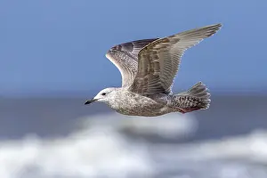 European Wildlife Fauna Prints: Thayer's Gull, Larus thayeri