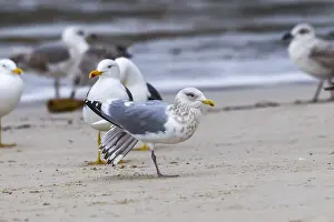 Framed Print : Thayer's Gull Print, Adult Bird on Beach Framed Print : Thayer's Gull Print, Adult Bird on Beach
