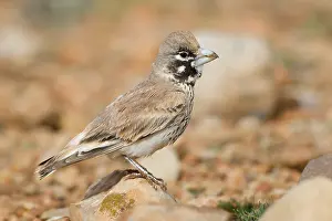 Wildlife Portrait Photos Prints: Thick-billed Lark
