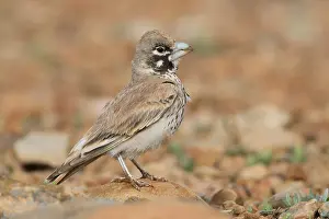 Passeriformes Birds Prints: Thick-billed Lark