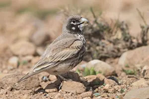 Passeriformes Birds Prints: Thick-billed Lark