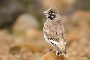 Wildlife Portrait Photography Prints: Thick-billed Lark