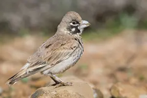 Passeriformes Birds Prints: Thick-billed Lark