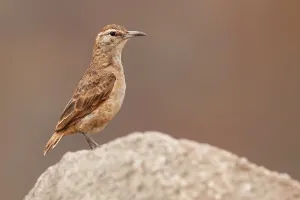 Birdwatching In Peru Prints: Thick-billed Miner