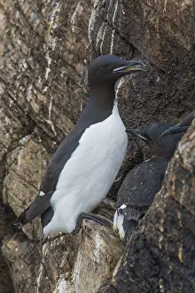 Wildlife In Norway Prints: Thick-billed Murre