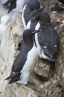 Images Dated 28th May 2016: Thick-billed Murre Print: Adult Standing on Rock
