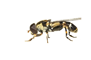 European Hoverfly Prints: thick-legged hoverfly, Menuetzweefvlieg