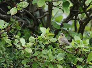 Nature Photography In Asia Prints: Tickell's Leaf Warbler, Phylloscopus affinis