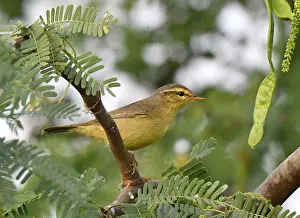 Images Dated 10th December 2018: Tickell's Leaf Warbler Print: Wintering Bird in Myanmar