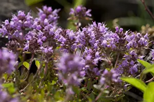 Flowering Thyme Print from Germany
