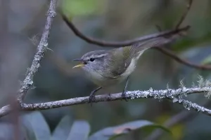 Leaf Warbler Species Prints: Timor Leaf Warbler, Phylloscopus presbytes