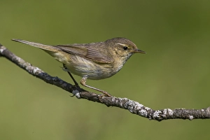 Phylloscopus collybita Print