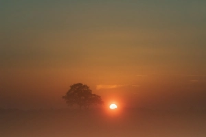 Autumn Trees Europe Prints: Trees at sunset