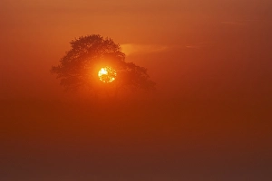 Dutch Landscape Prints: Trees at sunset