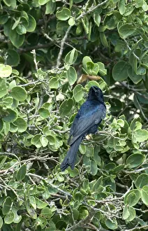 Treurdrongo, Fork-tailed Drongo, Dicrurus adsimilis