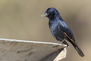 Omani Nature Photography Prints: Tristram's Starling