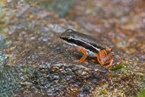 Central America Fauna Prints: Tropical frog