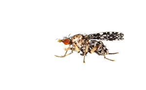 Macro Wildlife Photography Prints: Trypetoptera punctulata