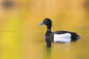 Tufted Duck Prints: Tufted Duck