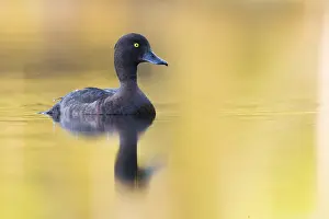 Tufted Duck Prints: Tufted Duck