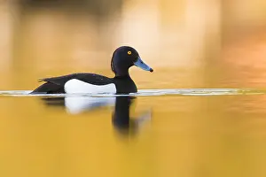 Tufted Duck Prints: Tufted Duck
