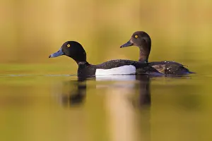 Anatidae Family Birds Prints: Tufted Duck