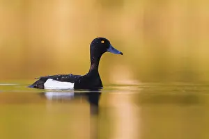 Tufted Duck Prints: Tufted Duck