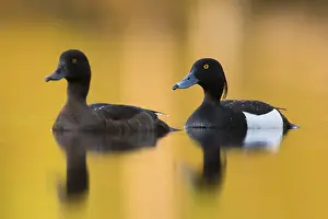 Wildlife Birds Europe Prints: Tufted Duck