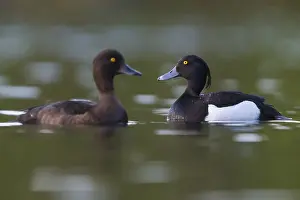 Anatidae Species Images Prints: Tufted Duck