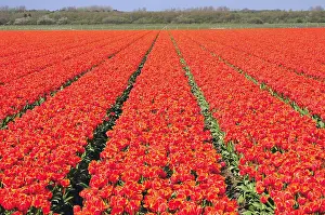Tulip Fields In Holland Prints: tulips field