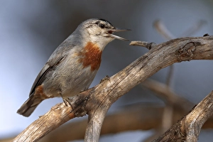 Images Dated 7th May 2010: Turkish Nuthatch Print, a photograph of Krupers Nuthatch singing