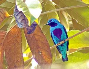 Tropical Forest Birds Prints: Turquoise cotinga, Cotinga ridgwayi