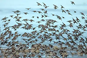 Wadden Sea Wildlife Prints: Twite, Linaria flavirostris