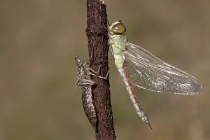 Dragonflies In Europe Prints: Vagrant Emperor; Anax ephippiger