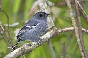 Brazilian Fauna And Flora Prints: Variable Antshrike (Thamnophilus caerulescens)