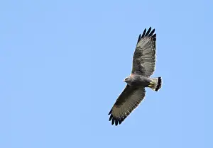 American Bird Of Prey Prints: Variable Hawk, Geranoaetus polyosoma