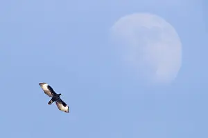 Birds In Flight Photos Prints: Verreaux's Eagle