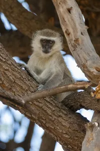 Vervet Monkey Prints: A vervet monkey, Cercopithecus aethiops