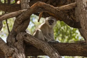 Vervet Monkey Prints: A vervet monkey, Cercopithecus aethiops