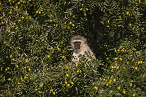 Vervet Monkey Prints: A vervet monkey, Cercopithecus aethiops