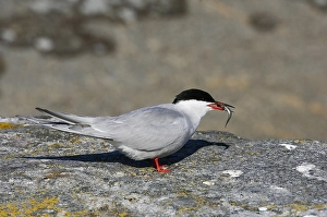 Images Dated 20th May 2005: Visdief; Common Tern Print