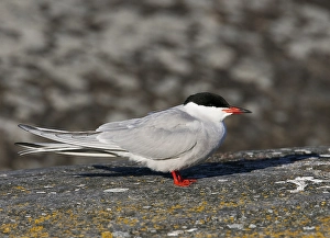 Images Dated 20th May 2005: Visdief; Common Tern Print, Sterna hirundo