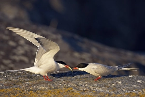 Images Dated 20th May 2005: Visdief Print: Common Tern, Sterna hirundo
