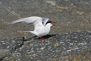 Images Dated 20th May 2005: Visdief Print: Roepende Common Tern Sterna hirundo
