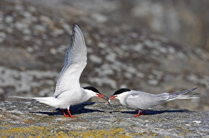 Courtship Display Bird Prints: Visdief, Common Tern, Sterna hirundo