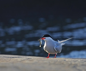 Sterna Hirundo Images Prints: Visdief, Common Tern, Sterna hirundo