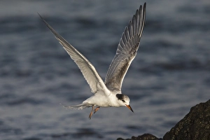 Common Tern In Flight Prints: Visdief; Common Tern; Sterna hirundo