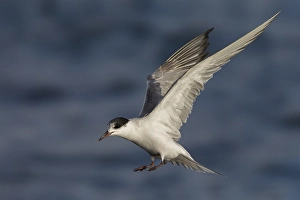 Sterna Hirundo Images Prints: Visdief; Common Tern; Sterna hirundo